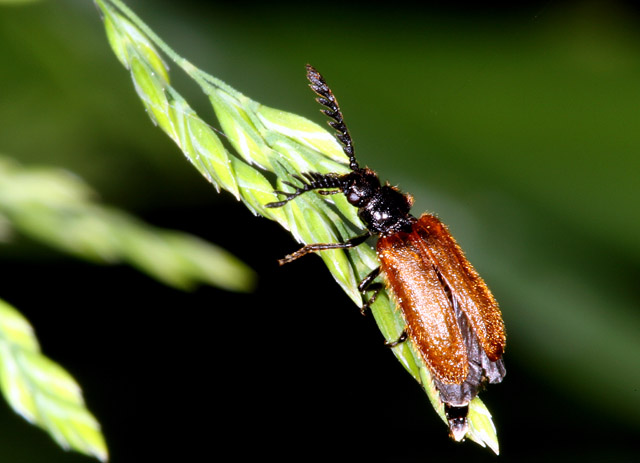 Drilus flavescens - Copyright Denis Bourgeois